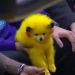 perro pikachu 2913588