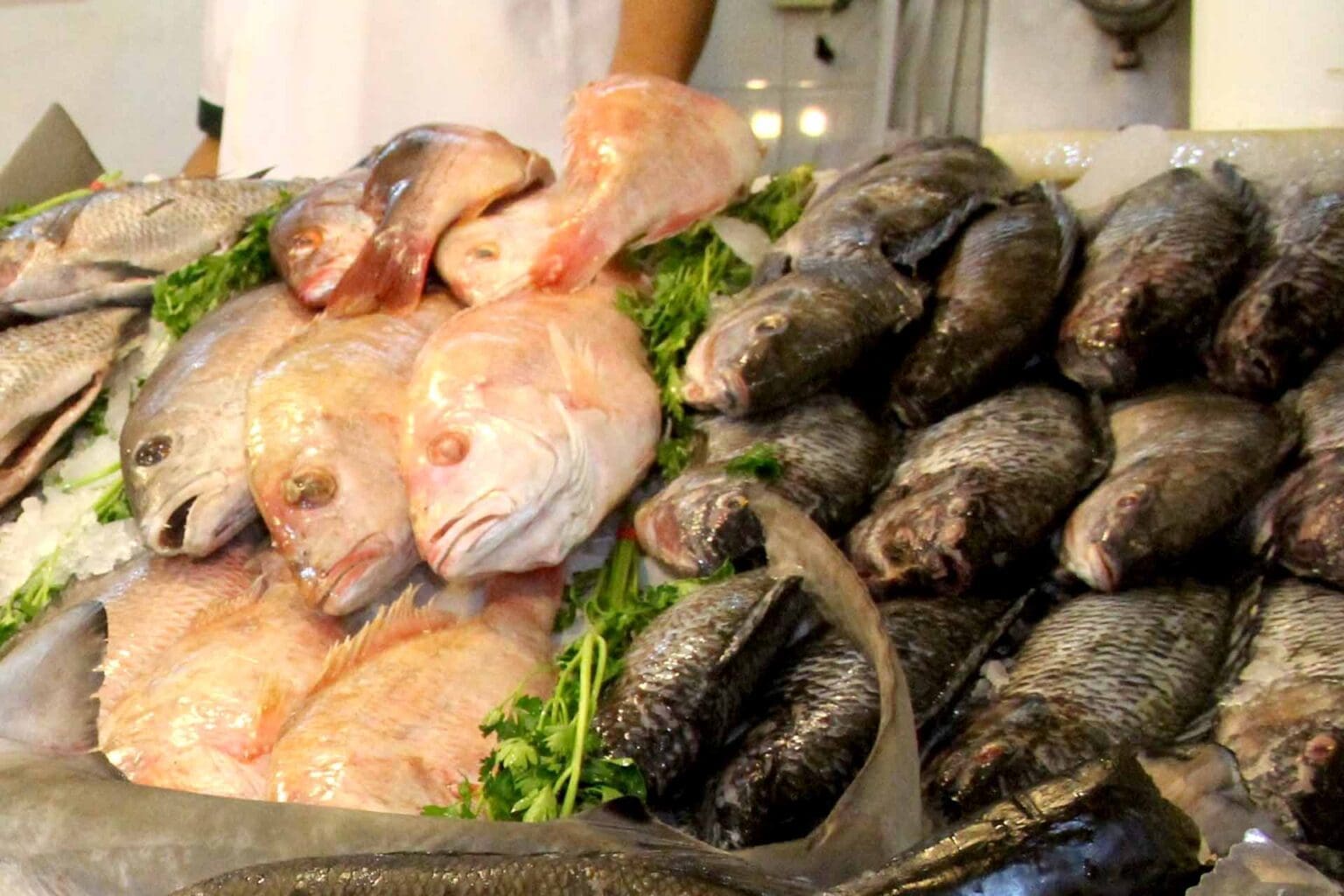 productores tilapia 15022021