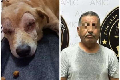 sonora detenido por apunalar a perro lo dejo sin ojos 457065 1