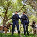 tere perros 1 scaled 1