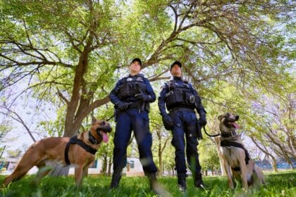 tere perros scaled 1