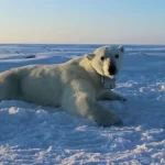 Los osos polares están muriendo