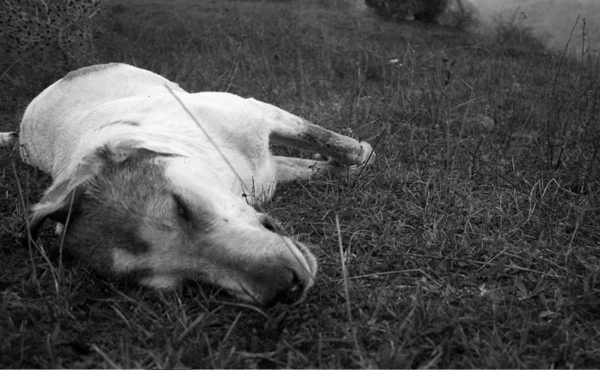 Indagan presunto envenenamiento de mascotas en Sinaloa
