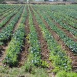 Alto riesgo para Aguascalientes sequía en la Presa Calles