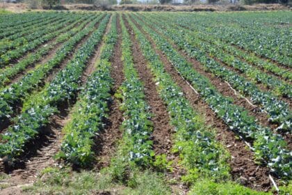 Alto riesgo para Aguascalientes sequía en la Presa Calles