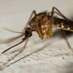 Instituciones de Salud se unen contra el dengue