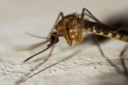 Instituciones de Salud se unen contra el dengue