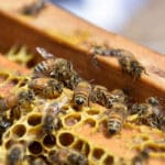 Anuncia la gobernadora programa de apoyo para Alimentación Apícola