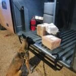 Guardia Nacional aseguró cargamento de droga oculto en un muñeco de peluche en Aguascalientes