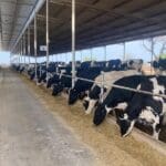 Apenas inicia el año y ya se ha sacrificado el 25% del hato: IA