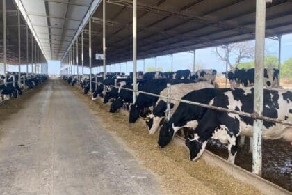 Apenas inicia el año y ya se ha sacrificado el 25% del hato: IA