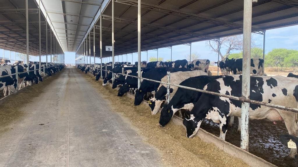 Apenas inicia el año y ya se ha sacrificado el 25% del hato: IA