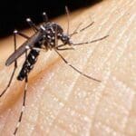 Perú declarará en emergencia cuatro regiones por aumento de casos de dengue