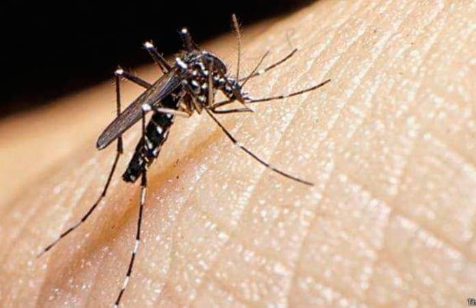 Perú declarará en emergencia cuatro regiones por aumento de casos de dengue