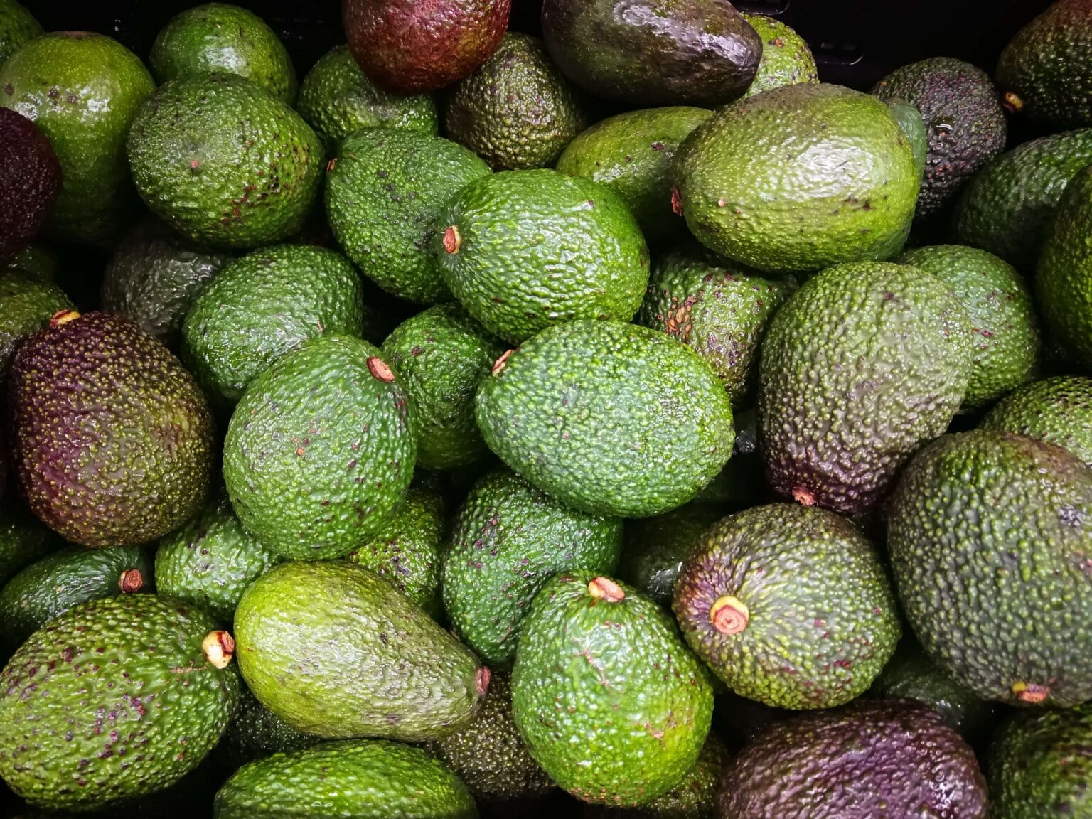 Exportación de aguacate aumenta por consumo de guacamole y tacos