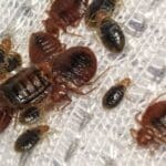 Aguas con las chinches en los moteles el 14 de febrero