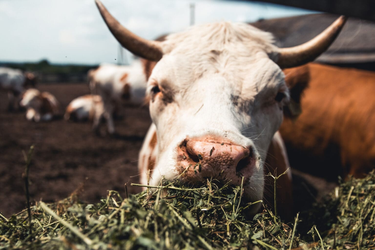 cows on the form milk meat production household 2023 11 27 05 32 48 utc