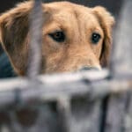 Puebla castigará el maltrato animal con hasta 13 años de prisión