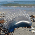 Policía Ecológica alerta por presencia de medusas en playas