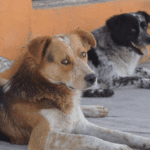 Dan 3 años de prisión a hombre que mató a dos perros