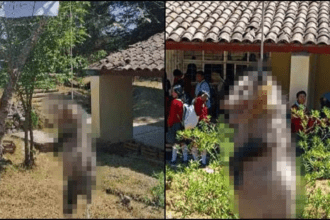 Estudiantes de Tlaxiaco, Oaxaca torturan, matan y cuelgan a tlacuache