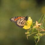 Se pierde la mitad de la población de mariposas monarca
