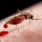 Migrante trae de vuelta el paludismo