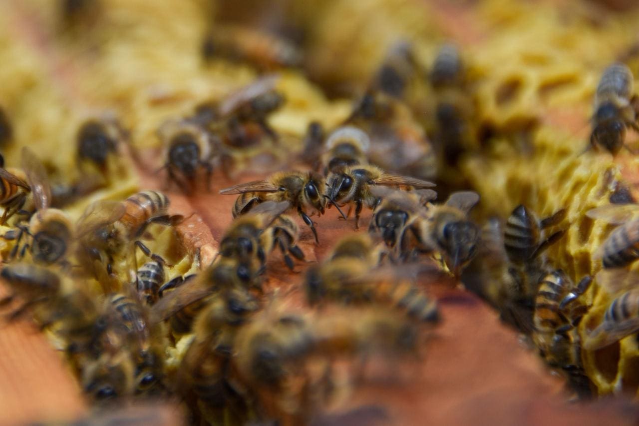 La gobernadora Tere Jiménez brinda apoyo a los apicultores