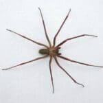 En alerta por la araña violinista