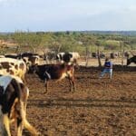 Invita Municipio a inscribirse a la Clínica Veterinaria Ambulatoria