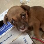 Se presentan casos de perros violados