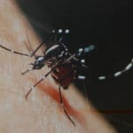 Se espera un año crítico en dengue