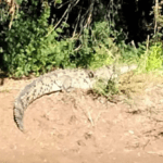 Extreman precauciones por avistamiento de cocodrilo en Río Sinaloa