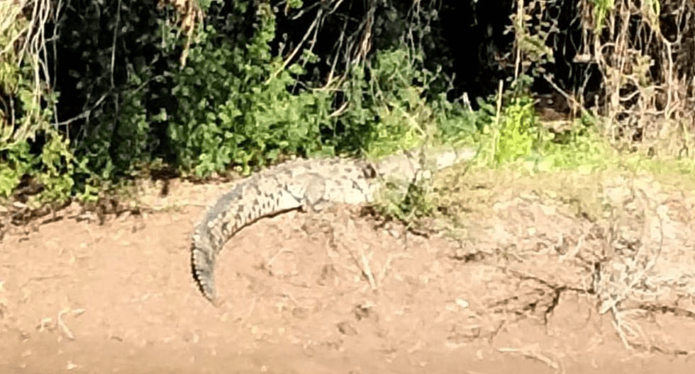 Extreman precauciones por avistamiento de cocodrilo en Río Sinaloa