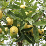 Guayaberos en crisis