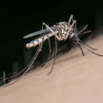Uruguay supera los 200 casos de dengue e investiga otro posible fallecimiento