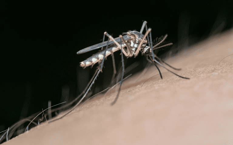 Uruguay supera los 200 casos de dengue e investiga otro posible fallecimiento
