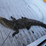 Alertan por presencia de caimanes y cocodrilos en río de Guasave