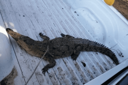 Alertan por presencia de caimanes y cocodrilos en río de Guasave
