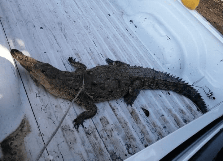 Alertan por presencia de caimanes y cocodrilos en río de Guasave
