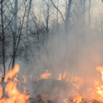 Diputadas proponen crear fondo para combatir incendios en Oaxaca