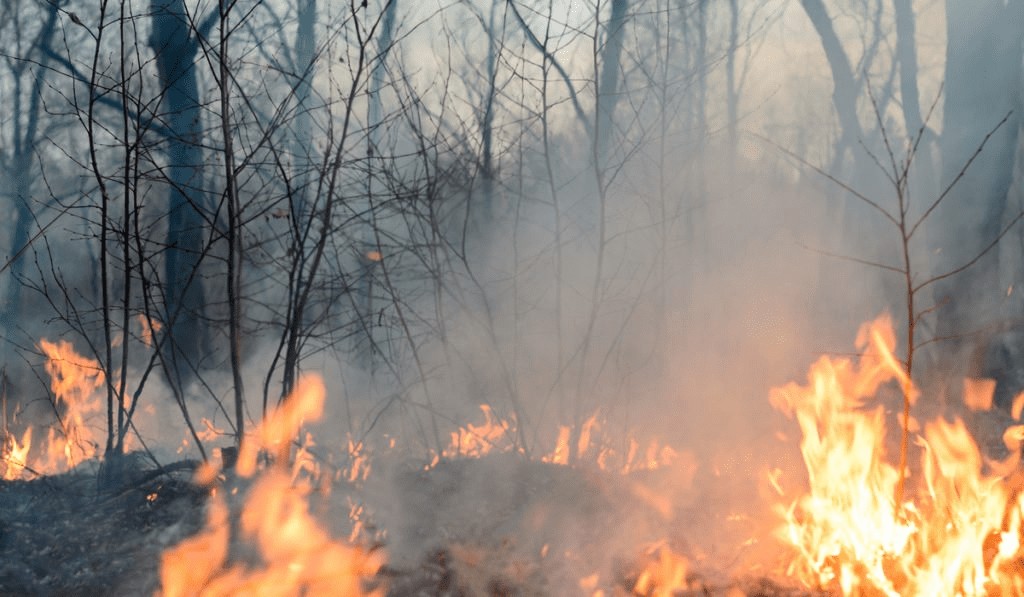 Diputadas proponen crear fondo para combatir incendios en Oaxaca