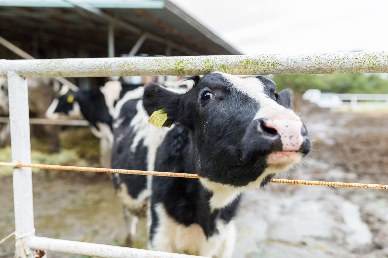 milk cow in the farm 2023 11 27 05 23 48 utc