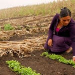 Pocas mujeres trabajan en el campo