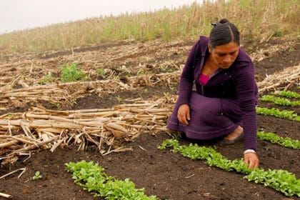 Pocas mujeres trabajan en el campo