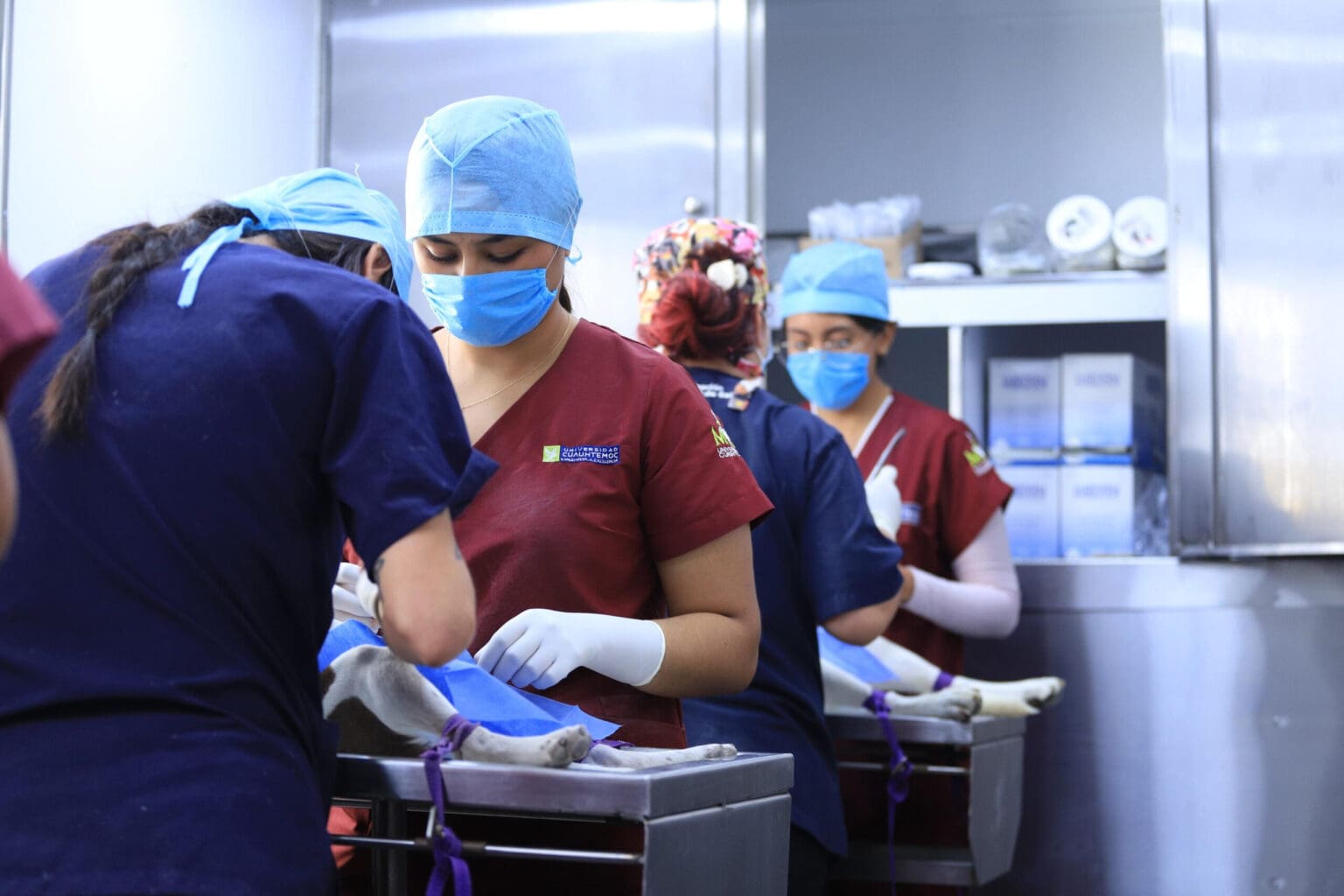 Habrá esterilizaciones gratuitas en el quirófano veterinario móvil