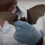 Rabia humana está en la puerta