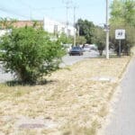 Más de 600 árboles han muerto y han sido retirados debido a la sequía