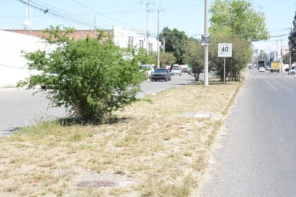 Más de 600 árboles han muerto y han sido retirados debido a la sequía