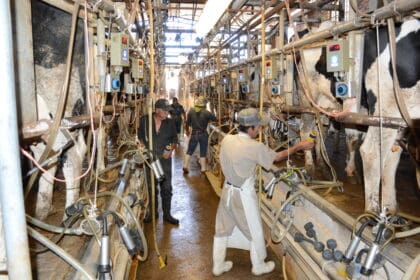 Se declara en quiebra sector lechero en Aguascalientes